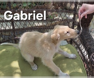 Borzoi Puppy for Sale in YUCAIPA, California USA