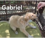 Image preview for Ad Listing. Nickname: Gabriel