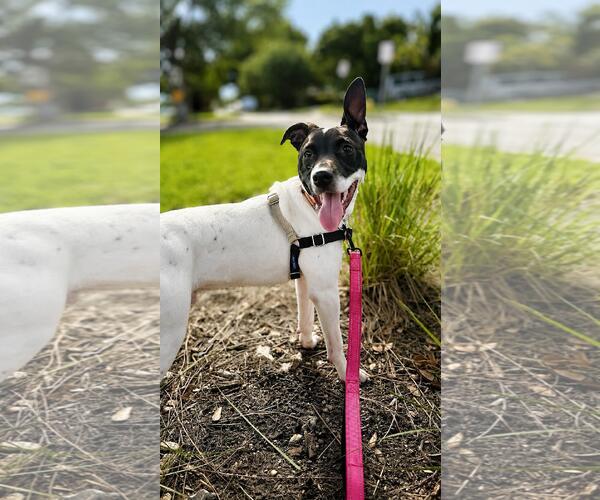 Medium Photo #3 Boxer-Unknown Mix Puppy For Sale in Pompano Beach , FL, USA