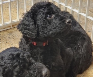 Goldendoodle Puppy for sale in COLUMBUS, GA, USA