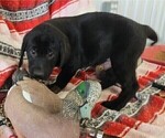 Small Photo #63 Labrador Retriever Puppy For Sale in MERIDEN, KS, USA