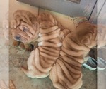 Small #12 Chinese Shar-Pei