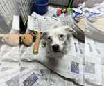 Small #6 Australian Shepherd-Pekingese Mix