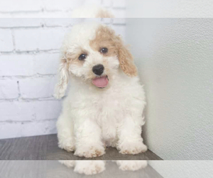 Poochon Puppy for sale in RED LION, PA, USA