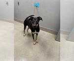 *MOOSE - Male German Shepherd Dog-Unknown Mix Dog for Adoption - Small photo