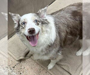 Australian Shepherd Dogs for adoption in Martinsburg, WV, USA
