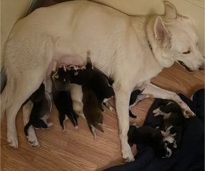 Mother of the Siberian Husky puppies born on 10/14/2022