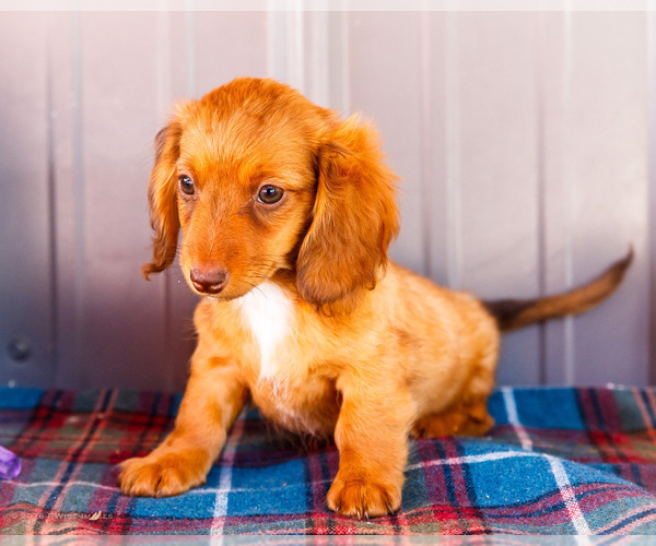 Medium Photo #22 Dachshund Puppy For Sale in WAKARUSA, IN, USA
