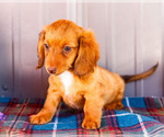 Small #3 Dachshund