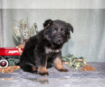 Small #1 German Shepherd Dog