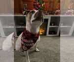 Small #15 American Staffordshire Terrier Mix