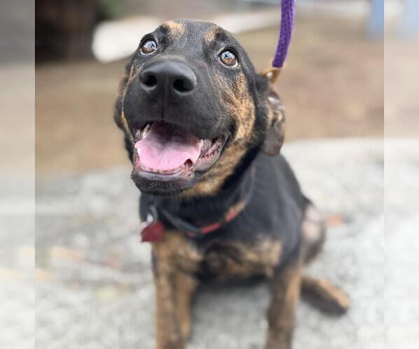 Medium Photo #10 Labrador Retriever-Unknown Mix Puppy For Sale in San Diego, CA, USA