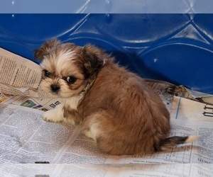 Shih Tzu Puppy for sale in SPOTSYLVANIA, VA, USA