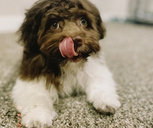 Havanese Puppy for sale in SEATTLE, WA, USA