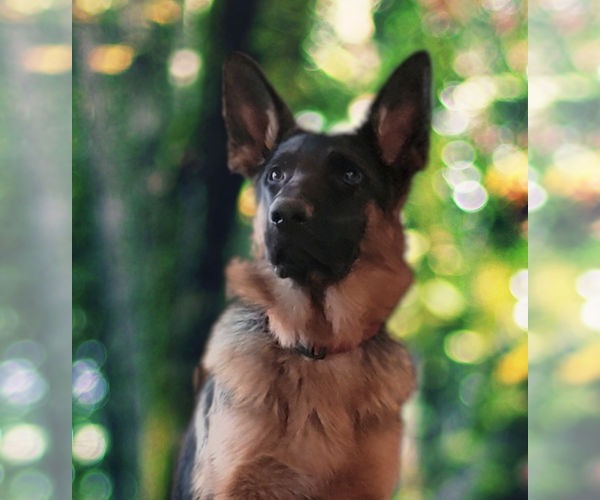 Medium Photo #1 German Shepherd Dog Puppy For Sale in WITTMANN, AZ, USA