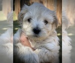 Small Photo #2 Schnauzer (Miniature) Puppy For Sale in PFLUGERVILLE, TX, USA