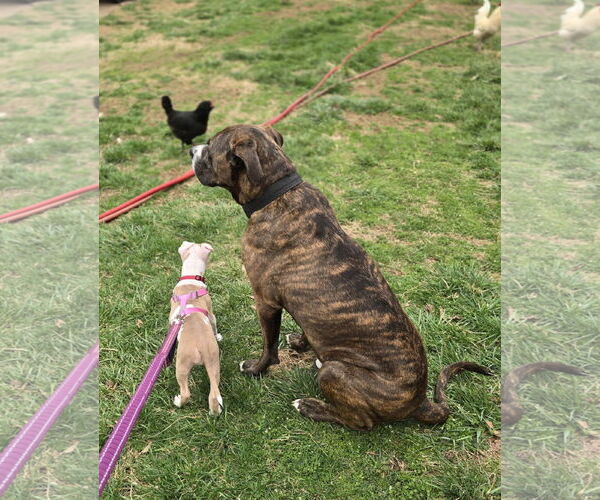 Medium Photo #3 Mutt Puppy For Sale in Spotsylvania, VA, USA