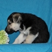 Small Photo #6 German Shepherd Dog Puppy For Sale in PORT DEPOSIT, MD, USA