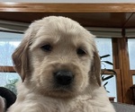 Puppy Blue Golden Retriever