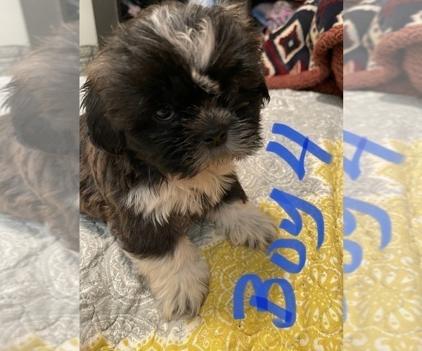 Medium Photo #4 Shih Tzu Puppy For Sale in ORLANDO, FL, USA