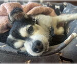 Small #2 Chihuahua Mix