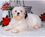 Small Photo #20 Shih Tzu Puppy For Sale in WAKARUSA, IN, USA