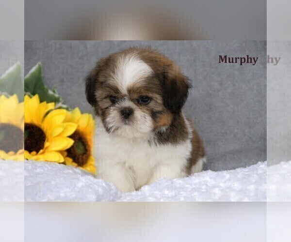 Medium Photo #9 Shih Tzu Puppy For Sale in CLARE, MI, USA