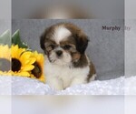 Small #8 Shih Tzu