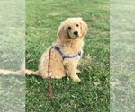 Small Photo #1 Goldendoodle Puppy For Sale in BOWLING GREEN, KY, USA