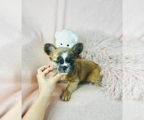 Medium Photo #20 French Bulldog Puppy For Sale in PEMBROKE PINES, FL, USA