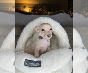 Chihuahua Puppy for sale in CHARLOTTE, NC, USA