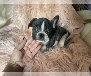 French Bulldog Puppy for sale in BOSTON, MA, USA