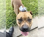 Small American Pit Bull Terrier Mix