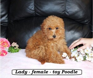 Medium Poodle (Miniature)