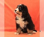 Small #2 Bernese Mountain Dog