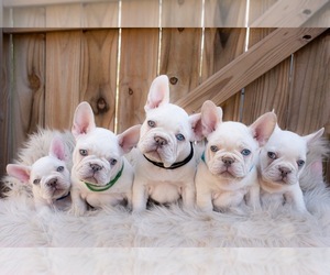 French Bulldog Litter for sale in DURHAM, NC, USA