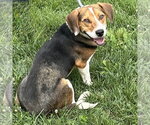 Small #2 Beagle Mix