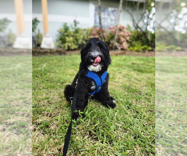 Medium Photo #1 Labradoodle Puppy For Sale in Oakland Park , FL, USA