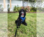 Small Labradoodle