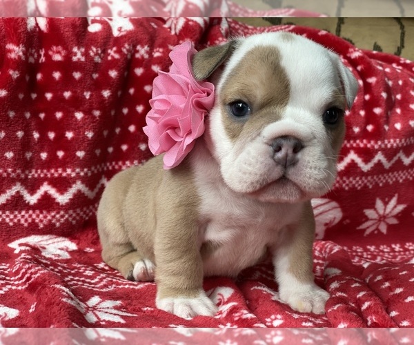 Medium Photo #4 English Bulldog Puppy For Sale in COVINGTON, WA, USA