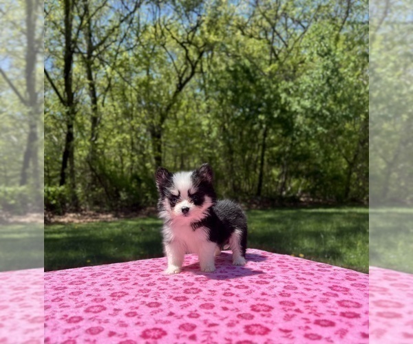 Medium Photo #2 Pomsky Puppy For Sale in DRACUT, MA, USA