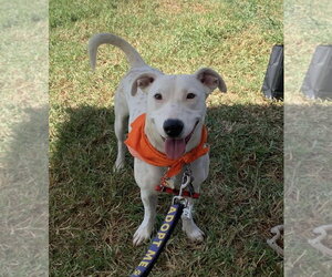 Labrador Retriever-Unknown Mix Dogs for adoption in San Diego, CA, USA