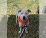 Oliver - Male Labrador Retriever-Unknown Mix Dog for Adoption - Small photo