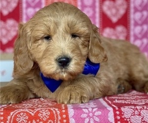 Goldendoodle (Miniature) Puppy for sale in LANCASTER, PA, USA