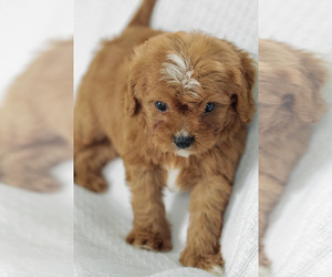 Cavalier King Charles Spaniel-Poodle (Toy) Mix Puppy for sale in ELKTON, KY, USA