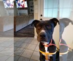 Small Borador