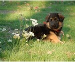 Small Photo #16 German Shepherd Dog Puppy For Sale in FOREST GROVE, OR, USA