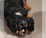 Small #3 Cavalier King Charles Spaniel