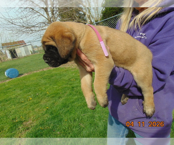 Medium Photo #1 Mastiff Puppy For Sale in ANDREWS, IN, USA