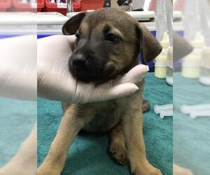 German Shepherd Dog-Unknown Mix Dogs for adoption in Riverside, CA, USA